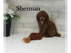 Poodle (Toy) PUPPY FOR SALE ADN-840301 - Tiny AKC Toy Poodle