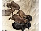 ShihPoo PUPPY FOR SALE ADN-840299 - Shihpoos