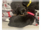 Rottweiler PUPPY FOR SALE ADN-840296 - Xmas Gifts