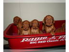 Vizsla PUPPY FOR SALE ADN-840288 - AKC Vizsla Puppies