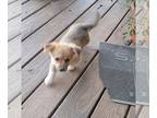 Chi-Corgi PUPPY FOR SALE ADN-840278 - Fife