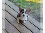 Chi-Corgi PUPPY FOR SALE ADN-840277 - Otis
