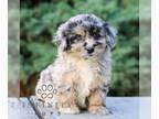 Bernedoodle (Miniature) PUPPY FOR SALE ADN-840273 - Mini Bernedoodle