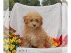 Maltipoo PUPPY FOR SALE ADN-840267 - f1 Maltipoo
