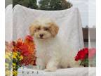 Maltipoo PUPPY FOR SALE ADN-840266 - f1 Maltipoo