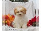 Maltipoo PUPPY FOR SALE ADN-840264 - f1 Maltipoo