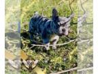 French Bulldog PUPPY FOR SALE ADN-840244 - Star AKC French Bulldog Blue Lilac