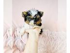 Biewer Terrier PUPPY FOR SALE ADN-840237 - tcups and toys