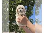 Poodle (Toy) PUPPY FOR SALE ADN-840218 - 3m old toy poodle male