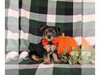 Shorkie Tzu-Yorkshire Terrier Mix PUPPY FOR SALE ADN-840190 - Super cute Toy