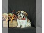 Havanese PUPPY FOR SALE ADN-840188 - Super Cute Havanese Puppy