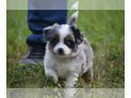 Miniature Australian Shepherd PUPPY FOR SALE ADN-840167 - Mini Aussie Pretzel