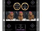 Poodle (Toy) PUPPY FOR SALE ADN-840164 - Posey AKC Toy Poodle