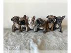 French Bulldog PUPPY FOR SALE ADN-840155 - frenchies French bull dogs