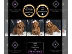 Poodle (Toy) PUPPY FOR SALE ADN-840152 - Rosie AKC Toy Poodle