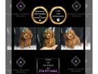 Poodle (Toy) PUPPY FOR SALE ADN-840151 - Tonka AKC Toy Poodle
