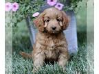 Cavapoo PUPPY FOR SALE ADN-840149 - f1b Cavapoo