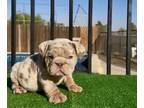 English Bulldog PUPPY FOR SALE ADN-840105 - LILAC Tan Tri Merle English Bulldog