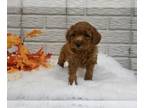 Cavapoo PUPPY FOR SALE ADN-840097 - Cavapoo For Sale Holmesville OH