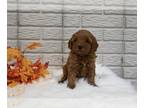 Cavapoo PUPPY FOR SALE ADN-840095 - Cavapoo For Sale Holmesville OH