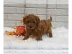 Cavapoo PUPPY FOR SALE ADN-840093 - Cavapoo For Sale Holmesville OH