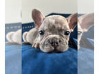 French Bulldog PUPPY FOR SALE ADN-840090 - LILAC MERLE ISABELLA CARRIER