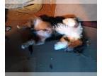Yorkshire Terrier PUPPY FOR SALE ADN-840081 - Porshas Texas Yorkies