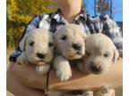 Golden Retriever PUPPY FOR SALE ADN-840077 - Rosehavens AKC Golden Retiever