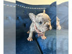 French Bulldog PUPPY FOR SALE ADN-840067 - LANI LILAC MERLE FEMALE