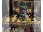 Doberman Pinscher PUPPY FOR SALE ADN-840027 - Doberman and Aussie puppies