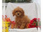 Cavapoo PUPPY FOR SALE ADN-840016 - f1 cavapoo