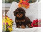 Cavapoo PUPPY FOR SALE ADN-840014 - f1 cavapoo