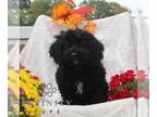 Cavapoo PUPPY FOR SALE ADN-840013 - f1 cavapoo