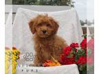 Cavapoo PUPPY FOR SALE ADN-840012 - f1 cavapoo