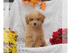 Bichpoo PUPPY FOR SALE ADN-840011 - f1 Bichpoo
