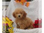 Bichpoo PUPPY FOR SALE ADN-840010 - f1 Bichpoo