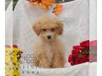 Bichpoo PUPPY FOR SALE ADN-840008 - f1 Bichpoo