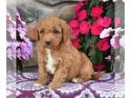 Miniature Labradoodle PUPPY FOR SALE ADN-840007 - f1b Mini Labradoodle