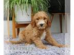 Goldendoodle PUPPY FOR SALE ADN-840004 - Standard Goldendoodle