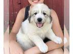 Great Pyrenees PUPPY FOR SALE ADN-840000 - Great Pyrenees