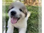 Great Pyrenees PUPPY FOR SALE ADN-839999 - Great Pyrenees