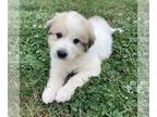 Great Pyrenees PUPPY FOR SALE ADN-839998 - Great Pyrenees