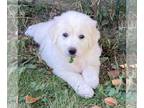 Great Pyrenees PUPPY FOR SALE ADN-839995 - Great Pyrenees
