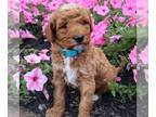 Poodle (Miniature) PUPPY FOR SALE ADN-839994 - AKC Mini Poodle