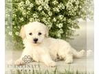 Bichpoo PUPPY FOR SALE ADN-839984 - f1 Bichpoo