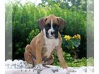 Boxer PUPPY FOR SALE ADN-839979 - ACA Boxer