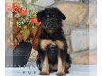 Aussiedoodle Miniature PUPPY FOR SALE ADN-839978 - f1 Mini Aussiedoodle