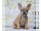 French Bulldog PUPPY FOR SALE ADN-839973 - AKC French Bulldog