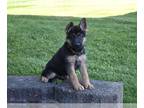 German Shepherd Dog PUPPY FOR SALE ADN-839971 - AKC German Shepherd For Sale