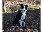 Border Collie PUPPY FOR SALE ADN-839969 - ABCA Border Collie For Sale Warsaw OH